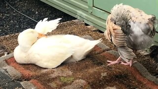 Bird behaviour of duckling and chicks 8 weeks old