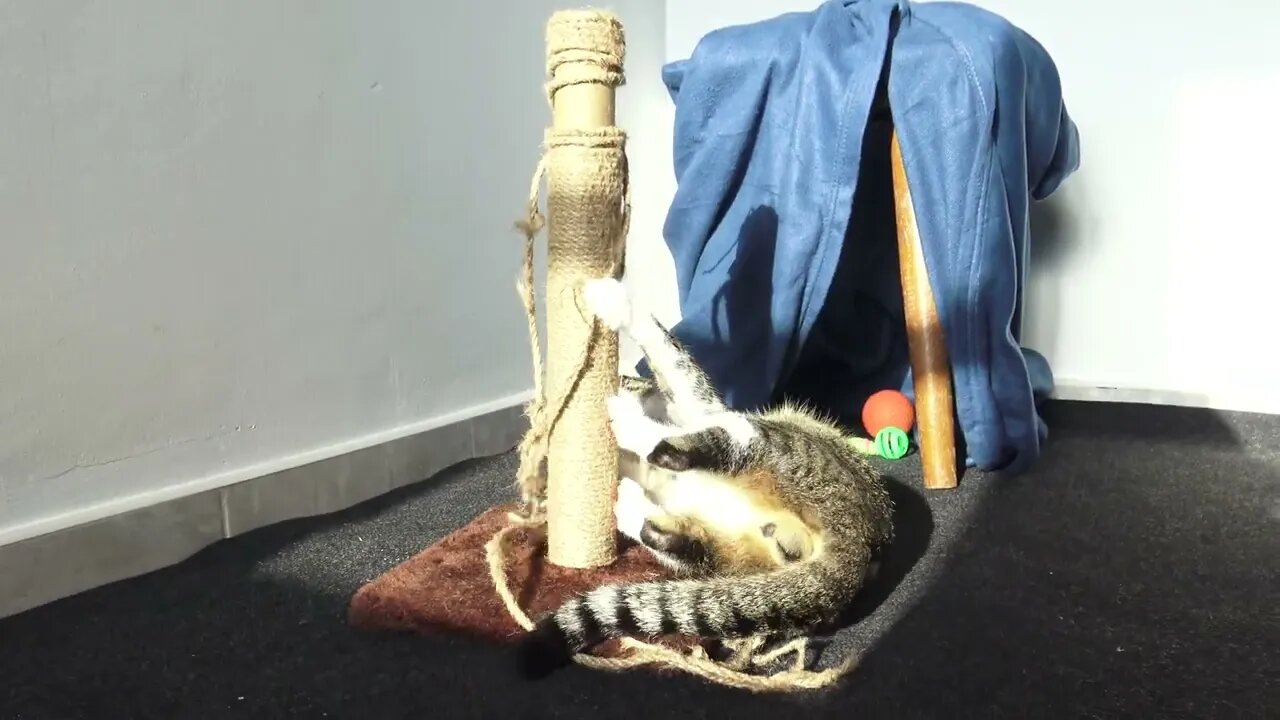 Playful Cat Attacks the Scratching Pole