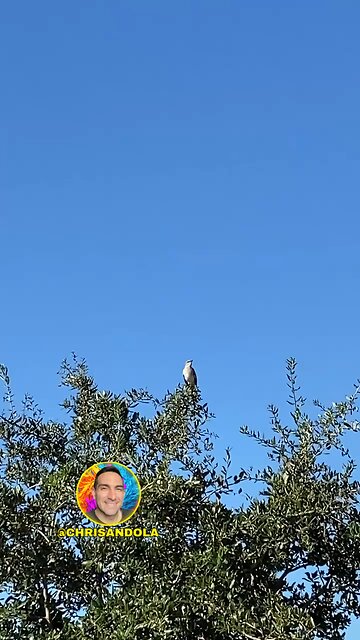 LISTEN TO THIS BEAUTIFUL BIRD SONG!