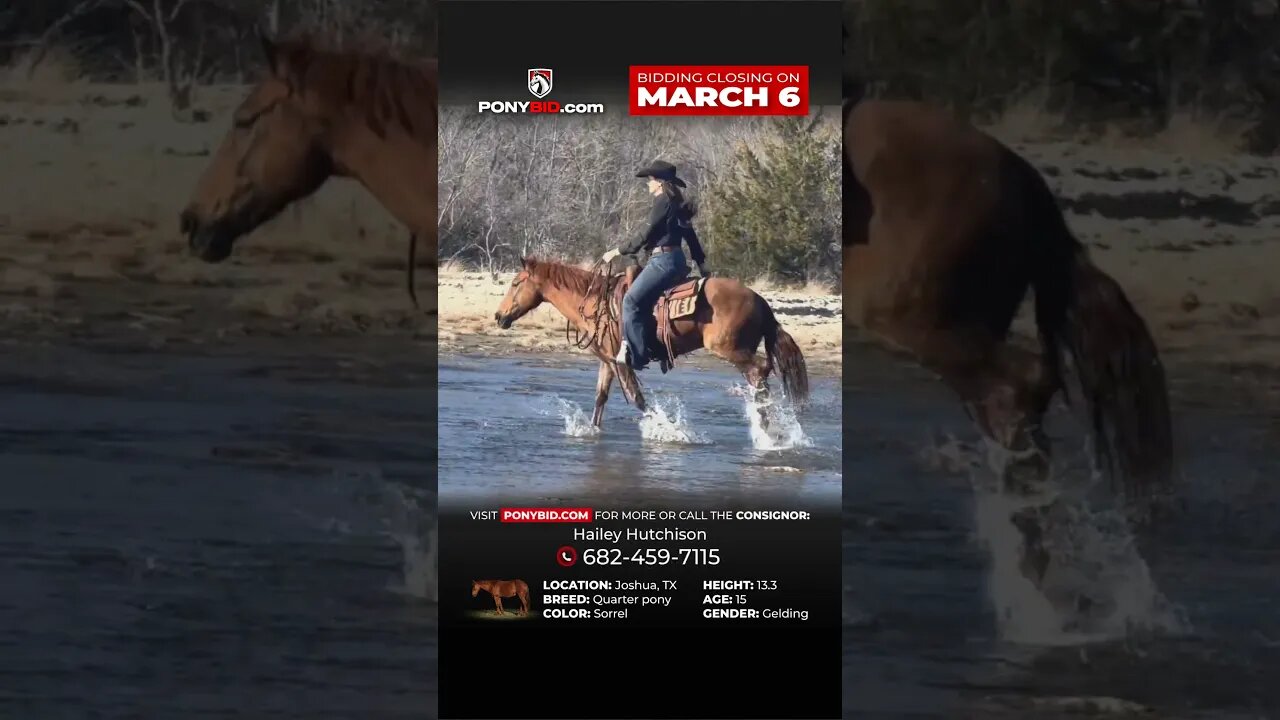 𝐆𝐞𝐨𝐫𝐠𝐞 - Super cute pony gelding with an excellent disposition! Exclusively on PonyBid.com!