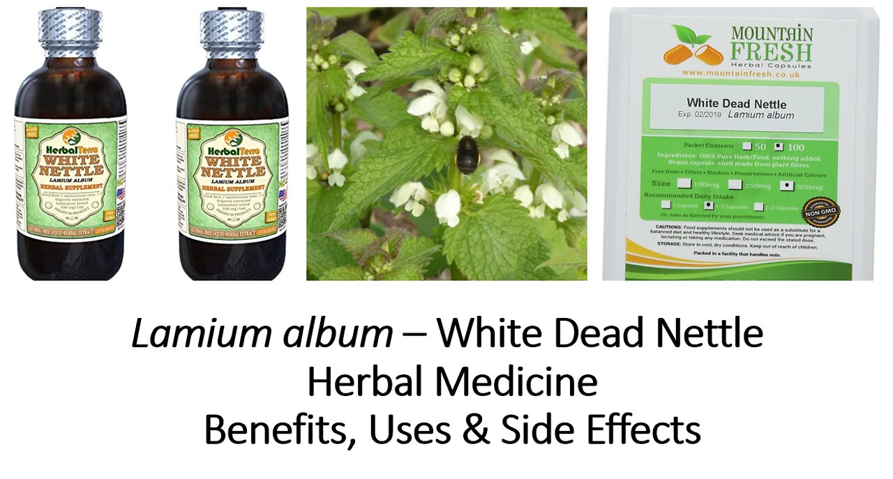 Lamium album - White dead nettle - Herbal Medicine - Benefits, Uses & Side Effects