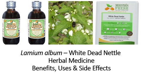 Lamium album - White dead nettle - Herbal Medicine - Benefits, Uses & Side Effects