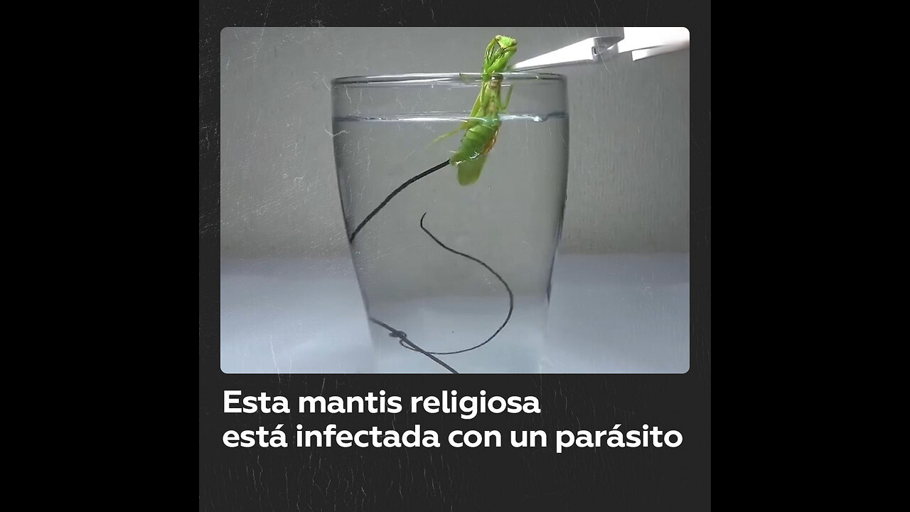 ¿Qué ocurre si pones una mantis religiosa en el agua?