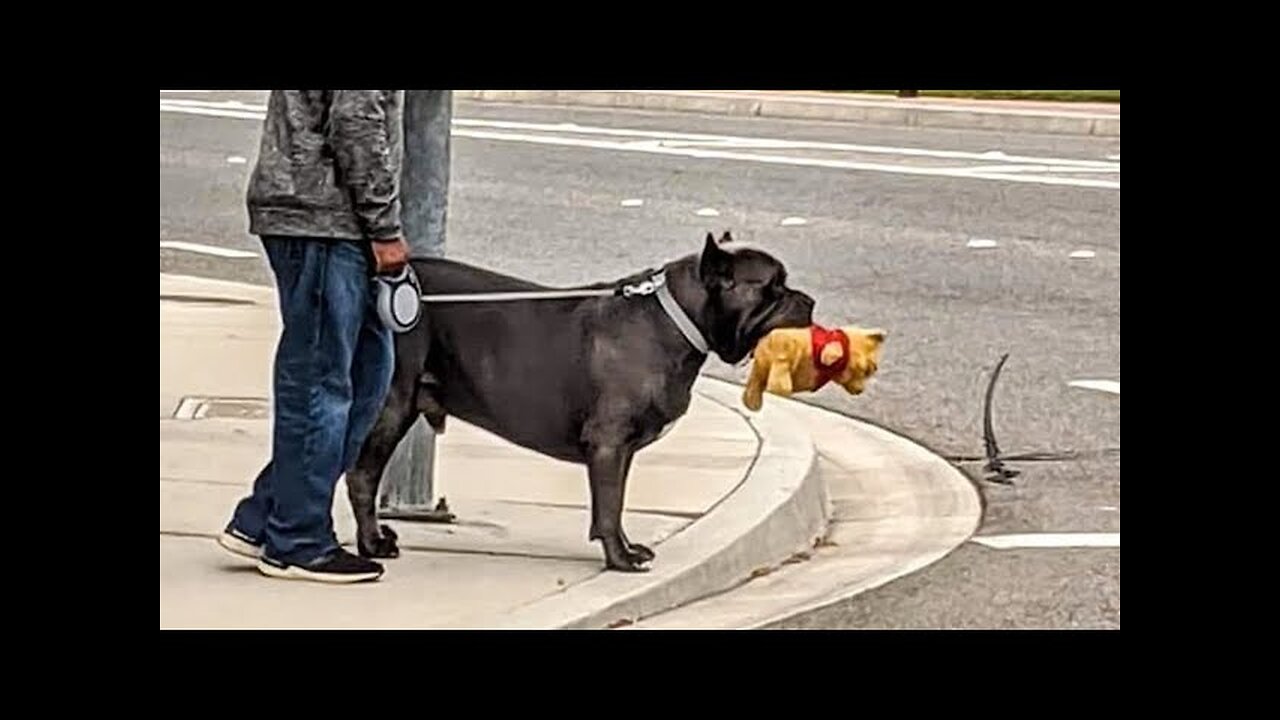 WORLD BEST FUNNIEST🤣 Dog vs men 🤣 funny video> Don't Try Laughing 🤣 clips