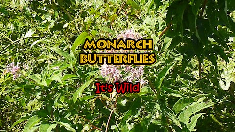 Monarch Butterflies