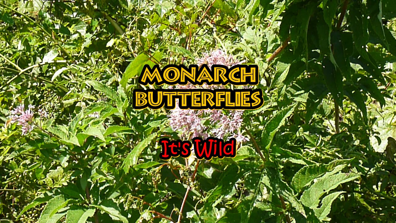 Monarch Butterflies