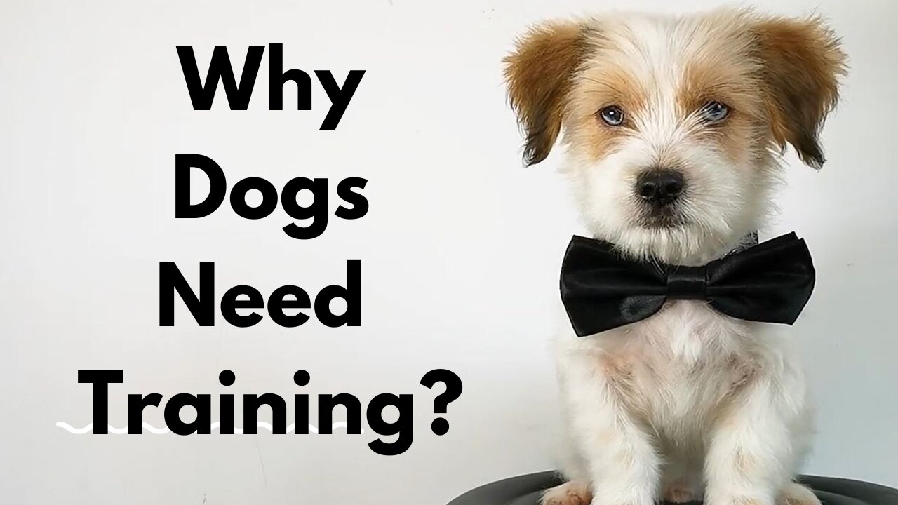 Why Dogs Need Training?