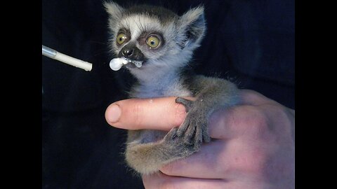 Cute Baby Animals doing funny stuff caught on Camera
