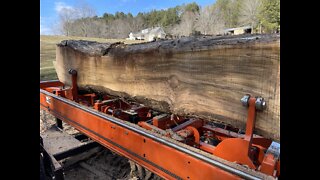 Hickory Surprise from rotten log on Wood-Mizer LT40