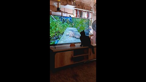 Cat watching tv6