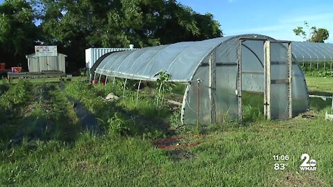 Baltimore Housing Authority agrees to let community garden stay in Cherry Hill until the end of year