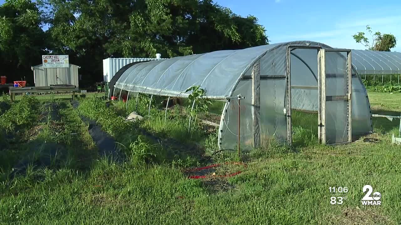 Baltimore Housing Authority agrees to let community garden stay in Cherry Hill until the end of year