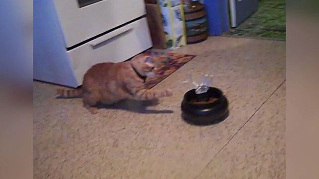 Watch These Cats Get Confused When They Find A Trick In Their Treats