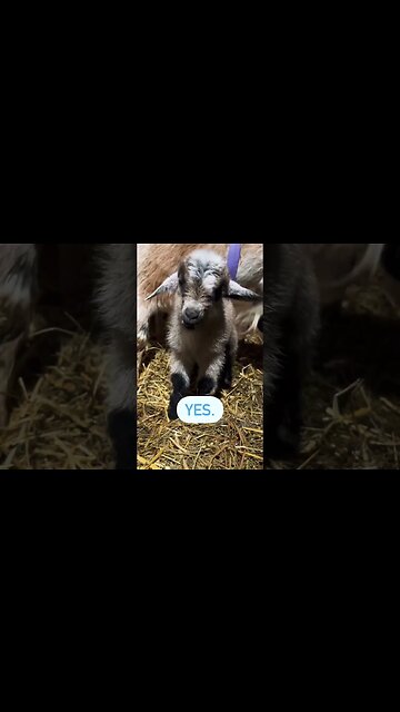 Why are you so cute? #shorts