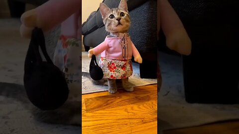 Cute Cat fashionable #cats #catsoftiktok #catsinstagram #catlover #shortsfeed #shortsvideo #cat