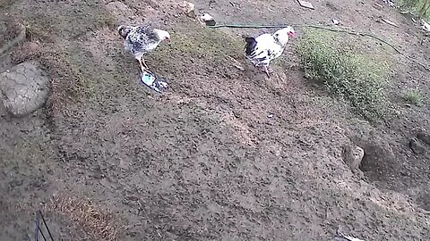 Farm cameras monitoring farm birds