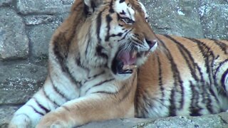 Kid has full on conversation with vocal tiger