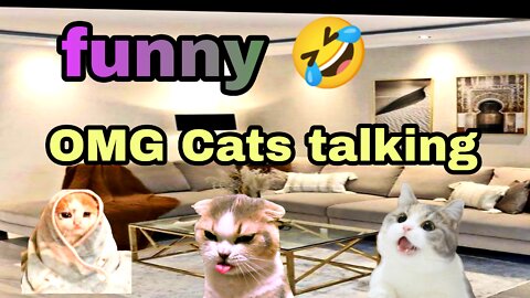 Cats talking 🤣