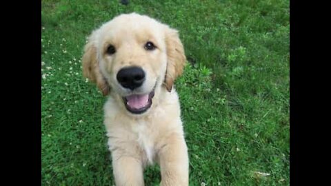 Un bébé golden retriever empêche son maître d'aller à l'école