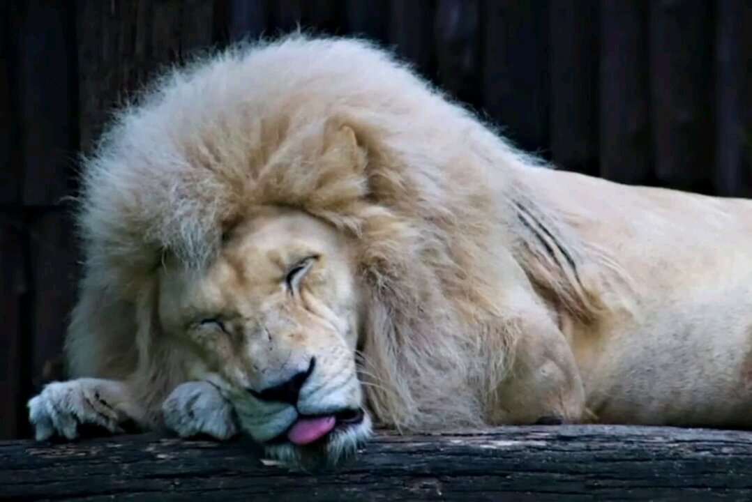 Random cute animals