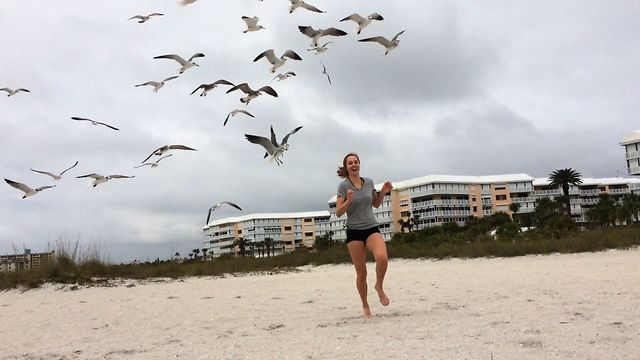 Why You Shoud Never Feed Seagulls