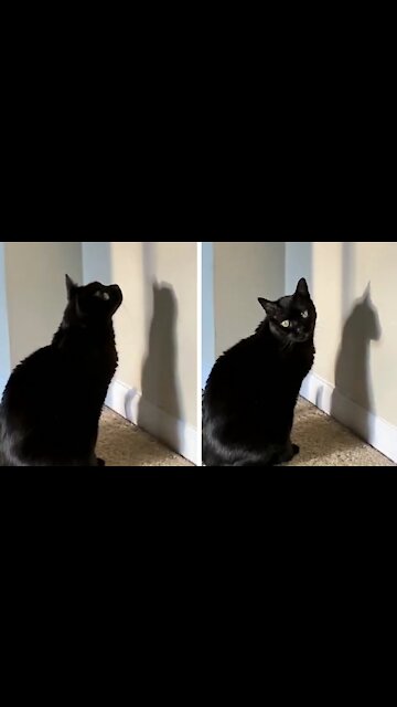 Cat Sees Something in the Shadow of the Wall and Keeps an Eye on the Shadow