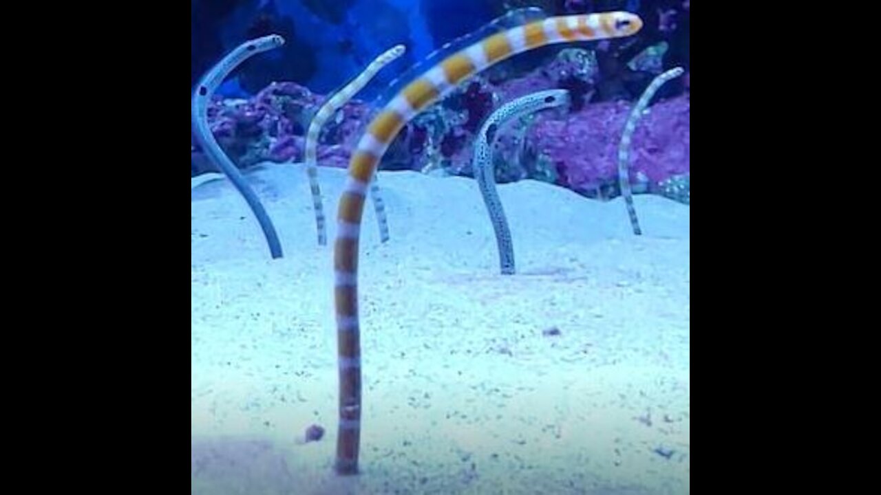 coral reef snake