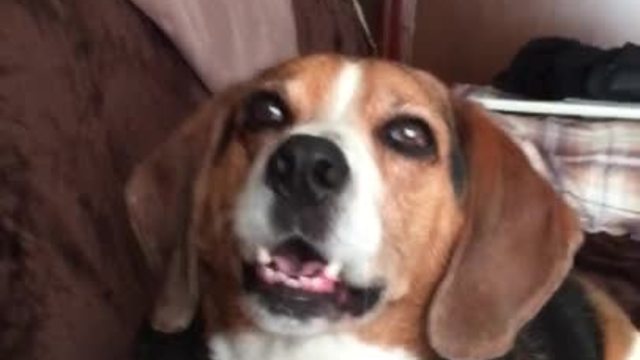 Man has full on conversation with talking beagle