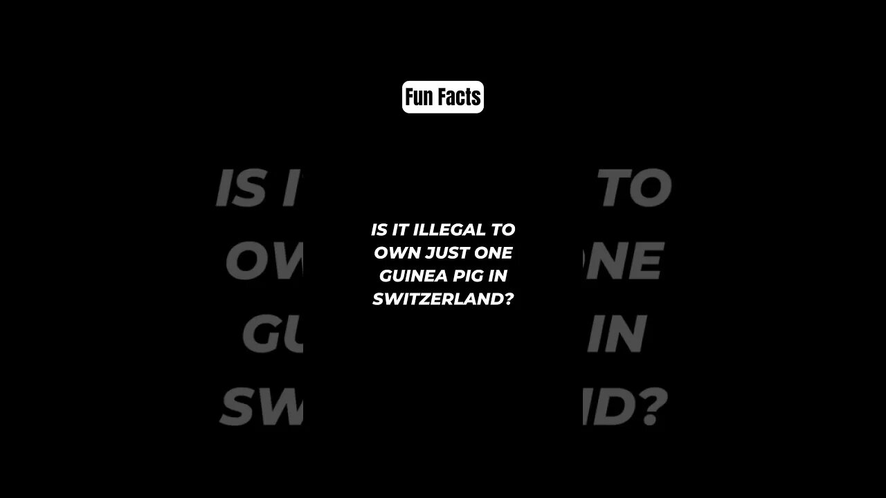 Is it illegal to own just one guinea pig in Switzerland? #shorts #funfacts #subscribe