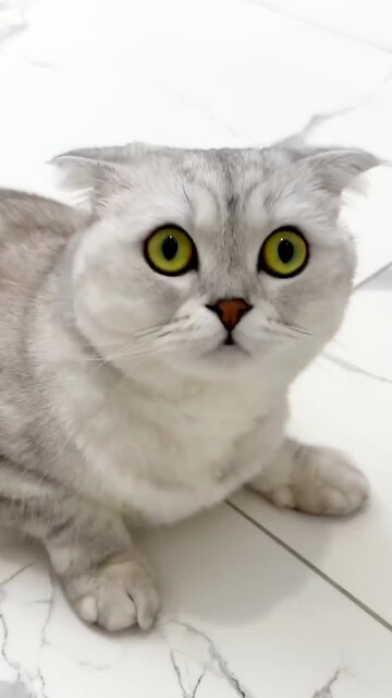 There was trace of Sonya's pranks 🐾