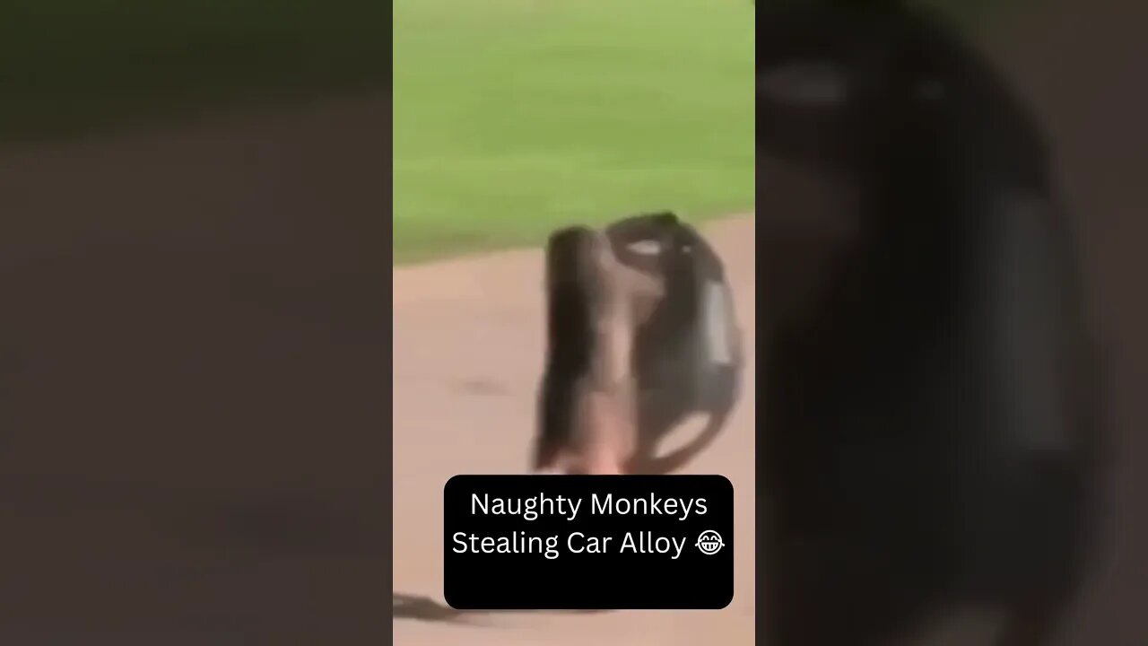 Monkey Mayhem Stealing Car Alloy 😂 #shorts #short #funny #monkey #comedy #comedyvideo #stealing