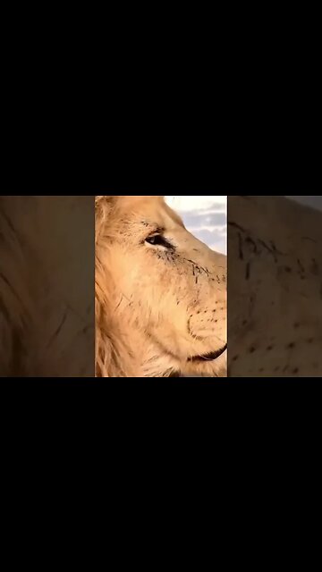 On Earth it is impossible to meet two identical lions.