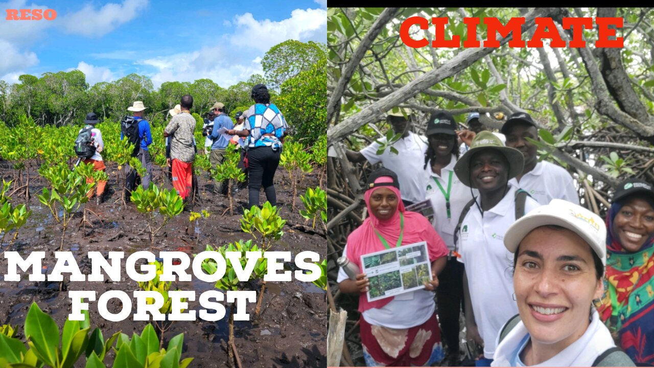 Mangrove Forests and Climate Change