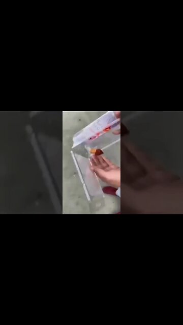 Drake pepper sauce 😂