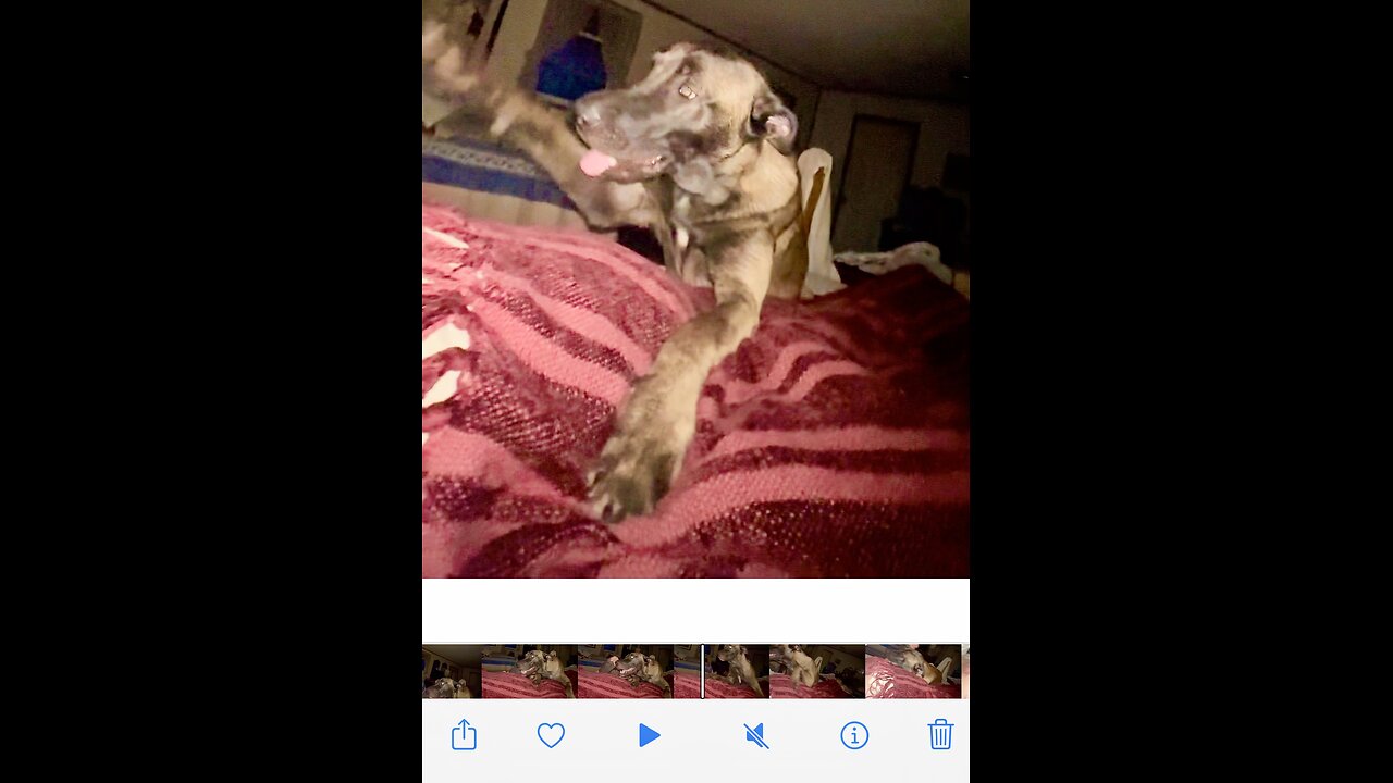 Belgian Malinois make the sweetest alarm clocks ever.