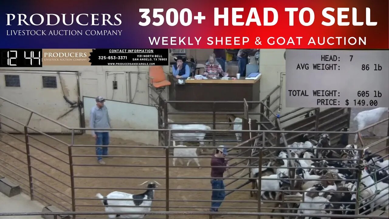 1/10/2023 - Producers Livestock Auction Company Sheep & Goat Auction