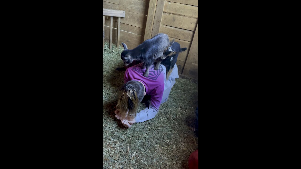 King of the Hill goat style
