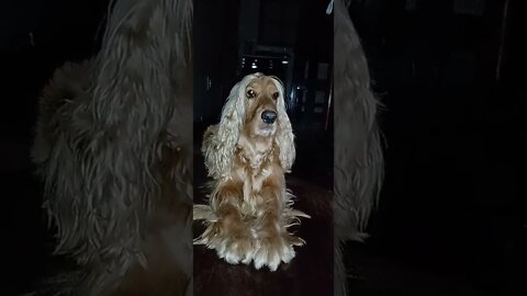 golden dog