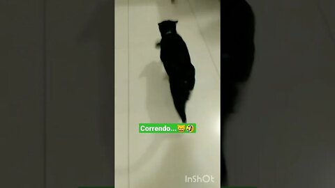 Gato correndo para comer. Gato comendo. Gato Bartolomeu Tunico correndo engraçado 😸😸