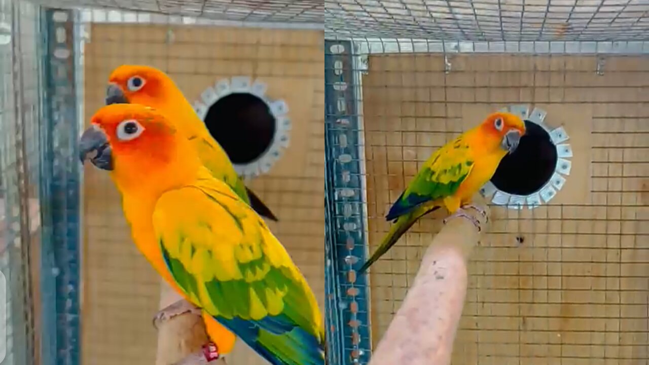 Hallo FriendsYes, I have taken parrots, you all tell me of which breed the parrots are