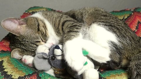 Sweet Cat Hugs His Plush Toy