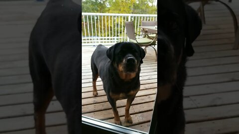 Spying On My Rottweiler Through The Window 😄😂 #rottweiler #shorts