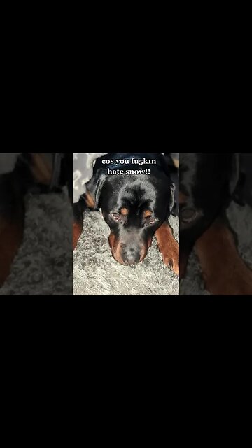 My dog is NOT a Fan of Snow! #rottweiler #dogs #cutedogs