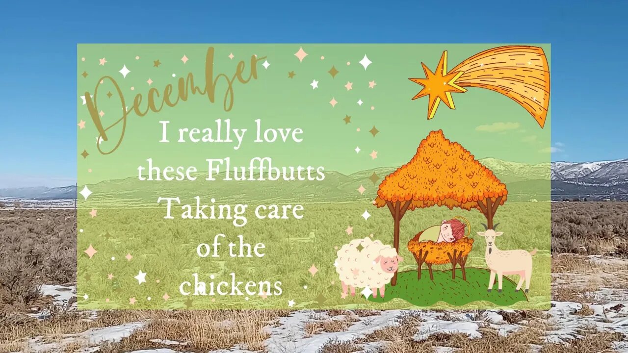 I love these Fluffbutts ~ Taking care of the chickens