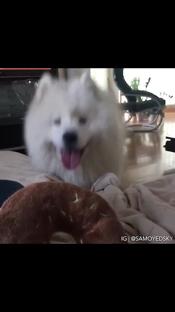 Cute Samoyed happily receives big toy donut