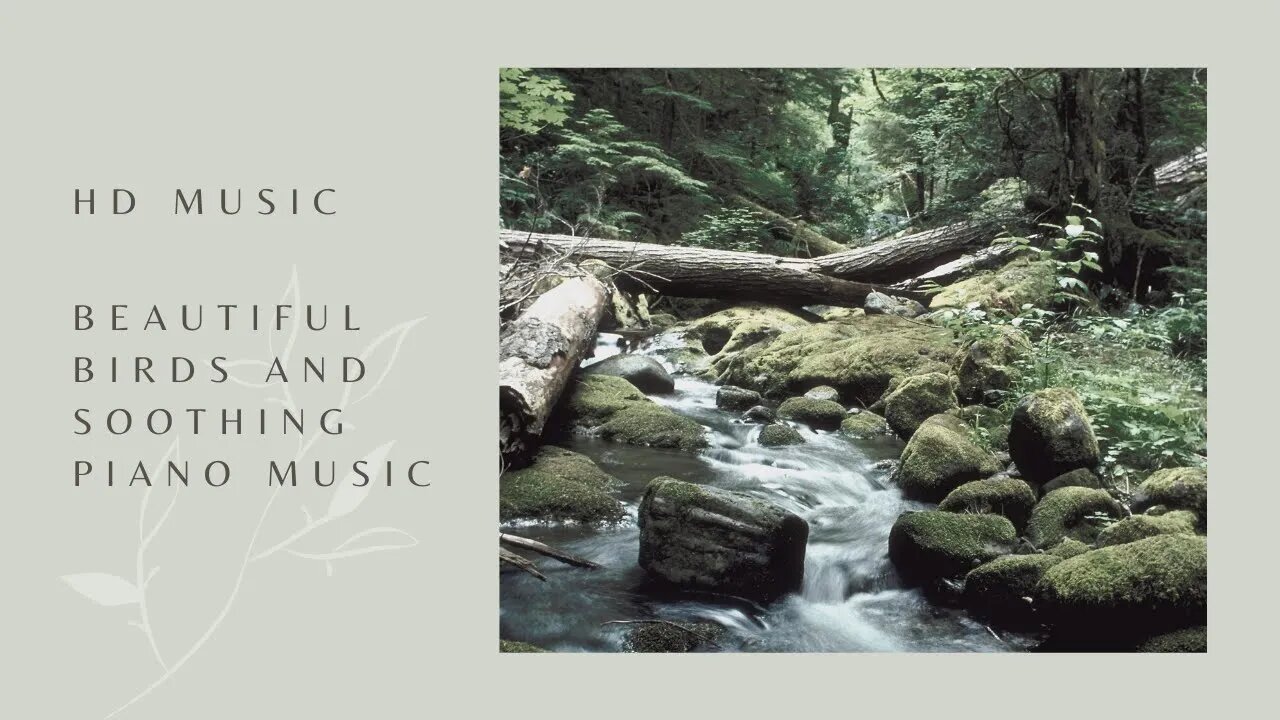 Forest Stream And Birdsong | Stream and Bird Sounds for Relaxation | Music for meditation, study