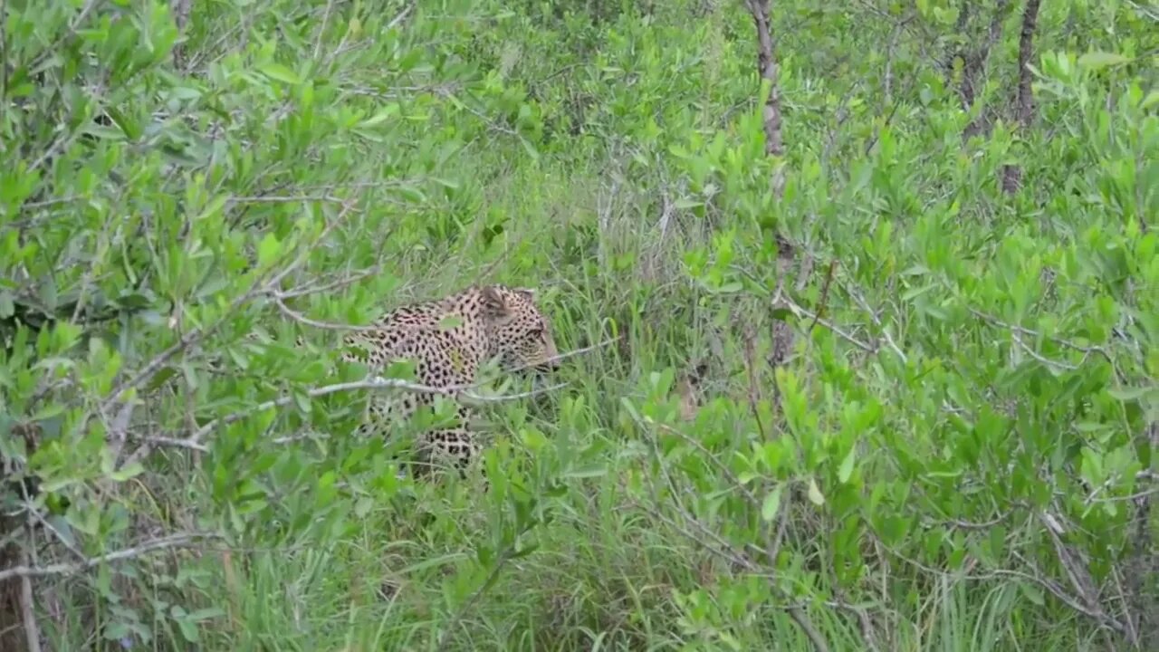 Incredible footage of leopard behaviour during impala kill - Sabi Sand Game Reserve, South Africa-4