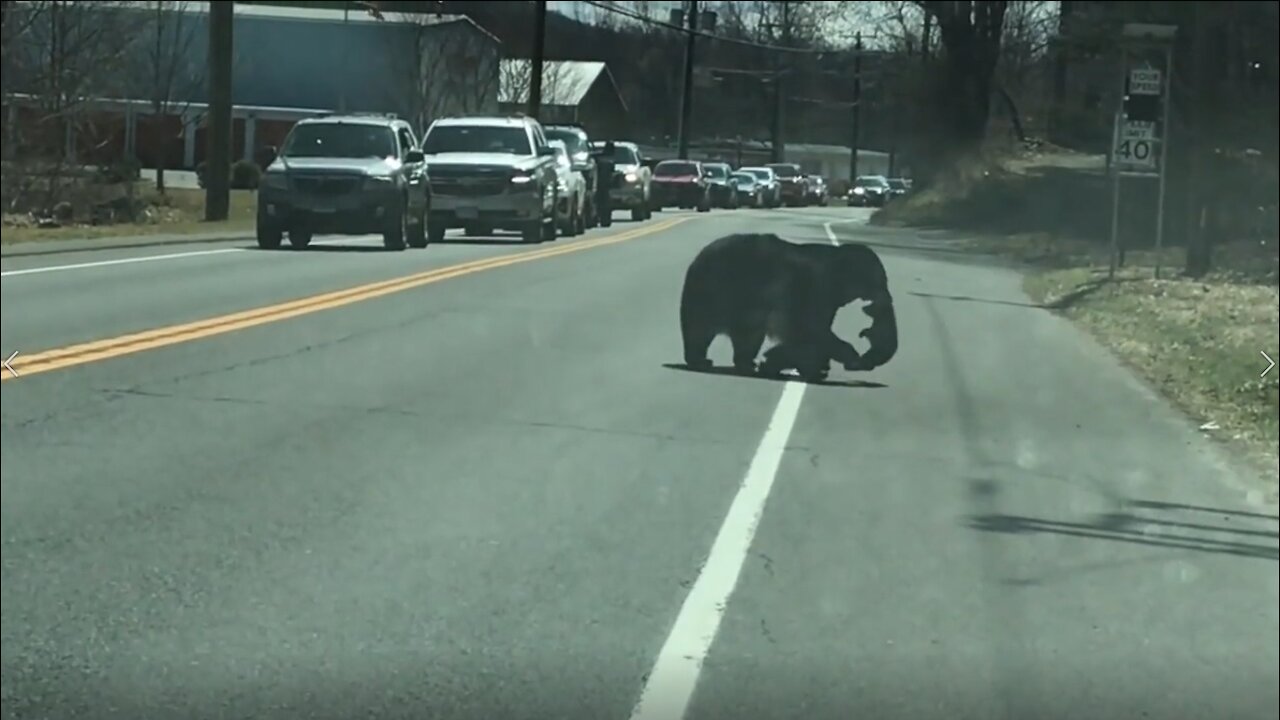 Mama bear having a hard time to make her babies cross the road