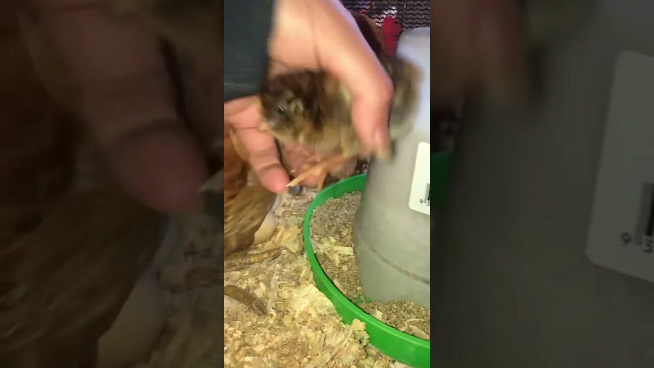 Freshly hatched chick 🐣