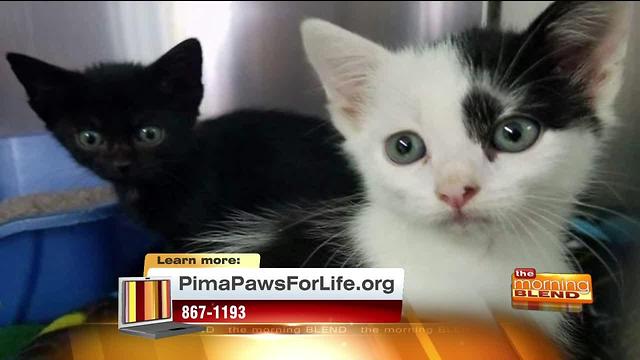 All about the kitties with Pima Paws for Life